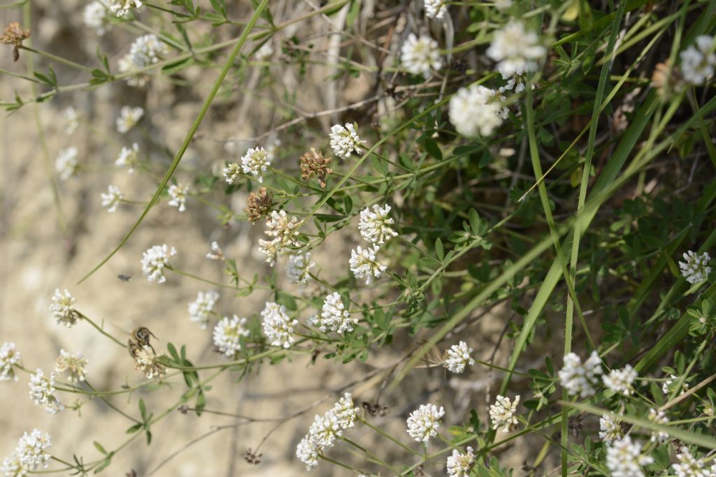 Lotus herbaceus / Trifoglino erbaceo